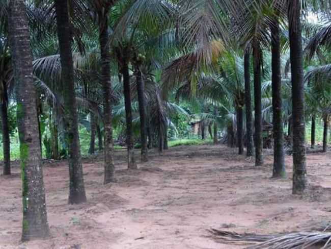 JARDIM DA MARIINHA, POR GUSTAVO AMARAL - VALE RICO - MT