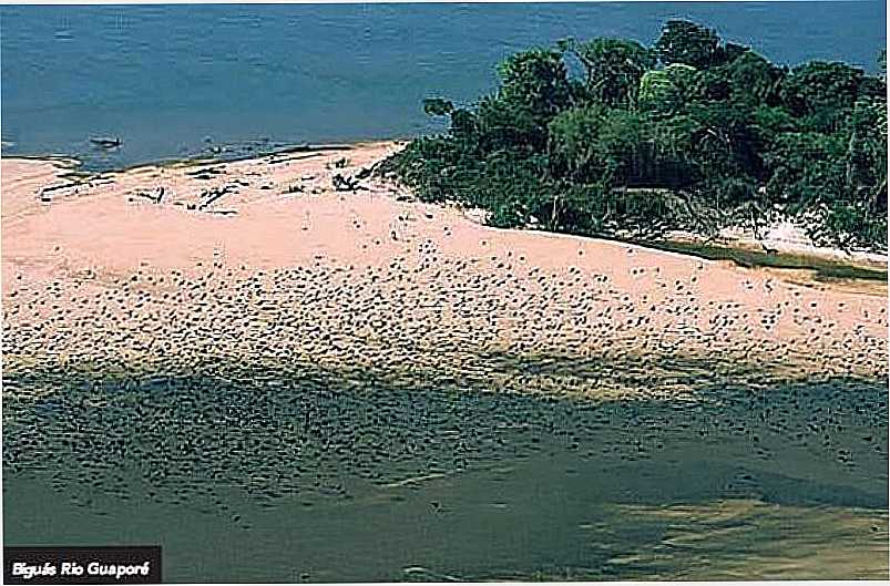 IMAGENS DA CIDADE DE VILA BELA DA SANTSSIMA TRINDADE - MT - REVOADA DOS BIGUS - VILA BELA DA SANTSSIMA TRINDADE - MT