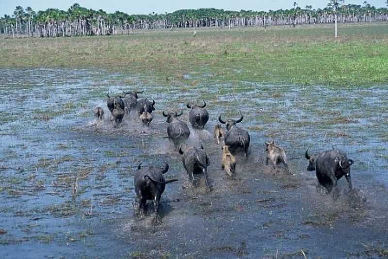 IMAGENS DA CIDADE DE VILA BELA DA SANTSSIMA TRINDADE - MT - VILA BELA DA SANTSSIMA TRINDADE - MT