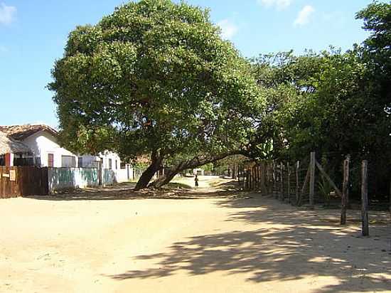 RUA DE ALGODOAL-FOTO:NIANI - ALGODOAL - PA