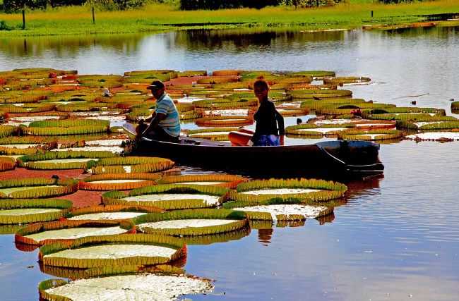 CANAL DO JAR. AMAZONAS., POR CLAUDIO CHENA - ALTER DO CHO - PA