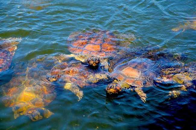 TARTARUGAS EM COROCA. ARAPIUNS., POR CLAUDIO CHENA - ALTER DO CHO - PA