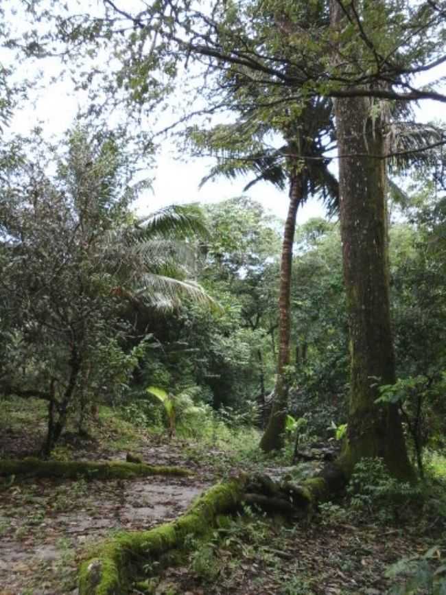 P DE PEQUI NO PORTO VELHO EM ARAQUAIM., POR SAMUEL SOSHA - ARAQUAIM - PA