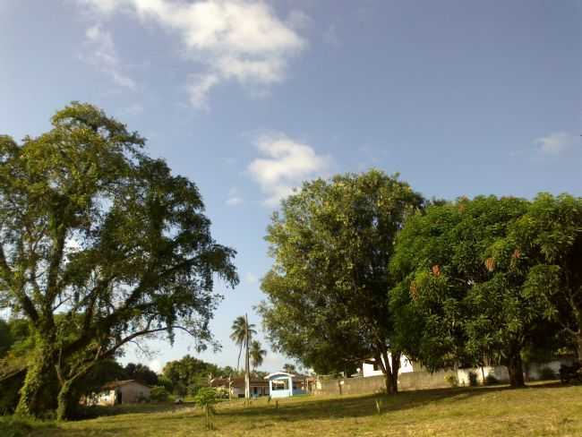 BOSQUE DE SO MARAL EM ARAQUAIM ., POR SAMUEL SOSHA - ARAQUAIM - PA