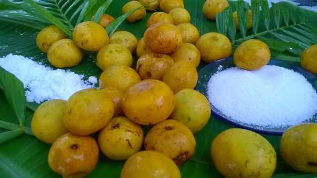 CEDRO -FRUTA TIPCA DE ARAQUAIM., POR SAMUEL SOSHA - ARAQUAIM - PA