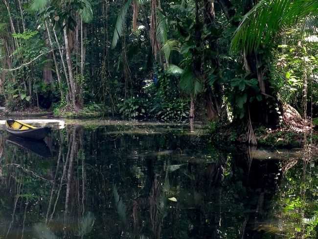 BOSQUE RODRIGUES ALVES, POR MARCIO ROVER - BELM - PA