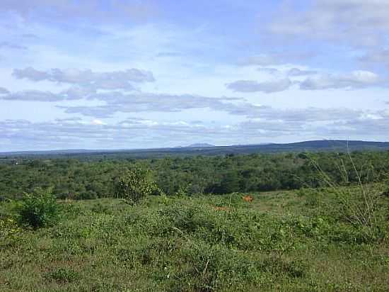 CACUL-BA-CAATINGA VERDE-FOTO:RAFAEL JOS RORATO - CACUL - BA