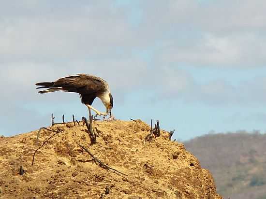 CACUL-BA-PAISAGEM DO SERTO-FOTO:SINSIO PRATES FILHO - CACUL - BA