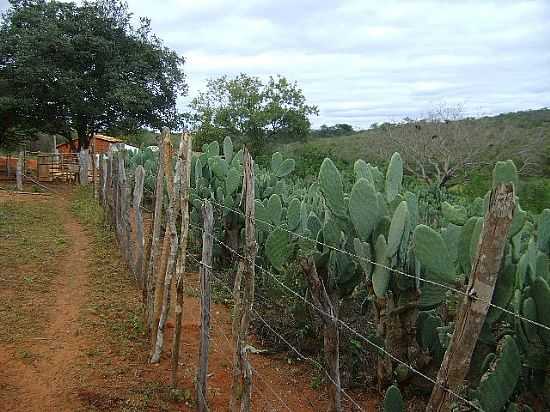 CACUL-BA-PLANTAO DE PALMA-FOTO:RAFAEL JOS RORATO - CACUL - BA