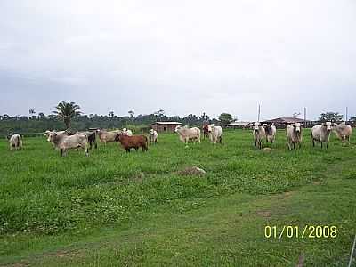 TOUROS-FOTO:MARCO ANTUNES  - BOM JESUS DO TOCANTINS - PA