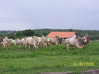 TOUROS-FOTO:MARCO ANTUNES  - BOM JESUS DO TOCANTINS - PA