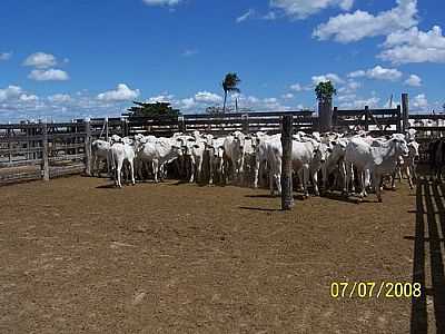 BEZERROS-FOTO:MARCO ANTUNES  - BOM JESUS DO TOCANTINS - PA