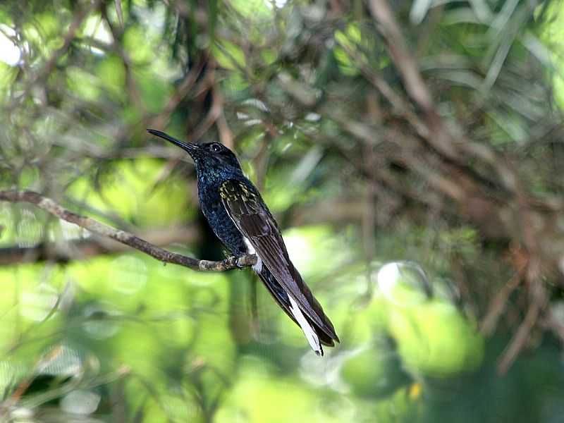 BONITO-PA-COLIBRI NO BONITO NEMZETI PARK-FOTO:SUGR NAGY - BONITO - PA