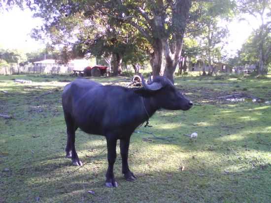 BFFALO EM CARACAR DO ARARI-FOTO:RESENDE - CARACAR DO ARARI - PA