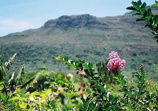 FLOR NA RUA PRINCIPAL DE CAET-A COM A SERRA DA LARGUINHA AO FUNDO POR DUDA BORGES - CAET-AU - BA