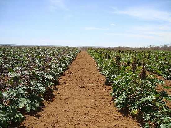 PLANTAO DE MAMONA EM CAFARNAUM-BA-FOTO:ADMIRANDO O BRASIL E - CAFARNAUM - BA