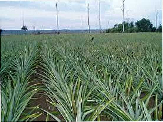 PLANTAO DE ABACAXI EM FLORESTA DO ARAGUAIA-FOTO:NORTEMIXADO - FLORESTA DO ARAGUAIA - PA