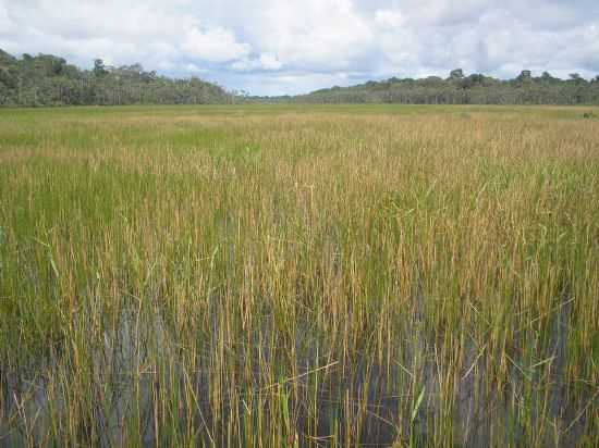 CHARCO DA SUCUR, POR EDIO NASCIMENTO - IGARAP-MIRI - PA