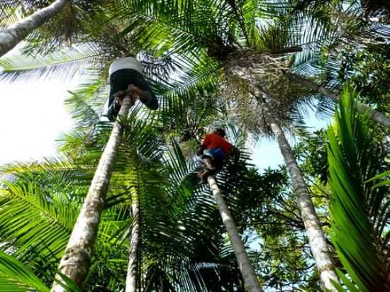COLHEITA DE AA, POR AMILCAR CASTRO DOS SANTOS - LIMOEIRO DO AJURU - PA