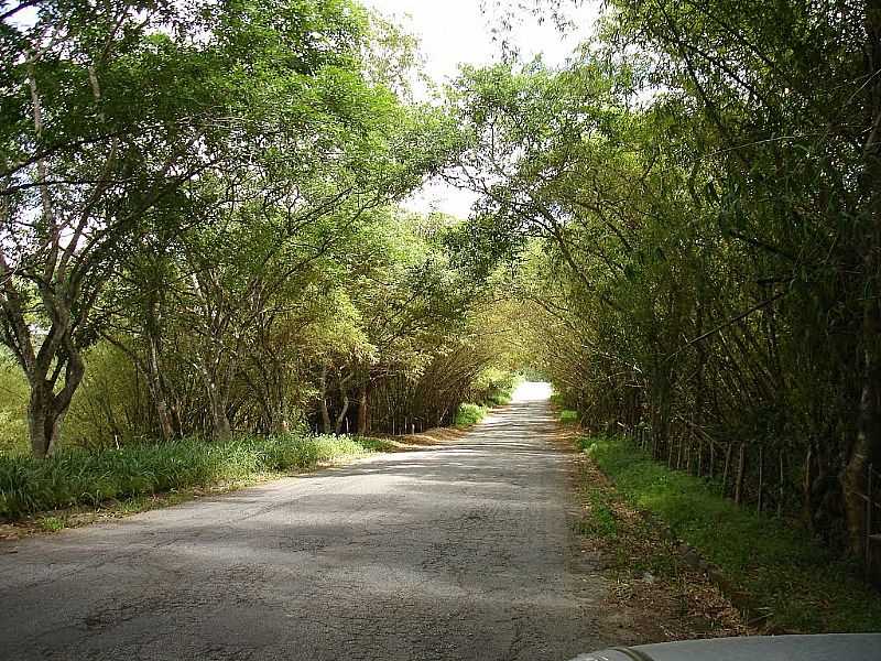 BOCA DA MATA-AL-ESTRADA TNEL VERDE-FOTO:CCERO OMENA - BOCA DA MATA - AL