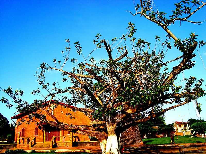 MOJU DOS CAMPOS-PA-RVORE QUASE CENTENRIA NA PRAA DA IGREJA DE STO.ANTNIO-FOTO:LAURINEI MARQUIO - MOJU DOS CAMPOS - PA