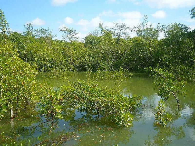 IMAGENS DA LOCALIDADE DE NAZAR DE MOCAJUBA NO MUNICPIO DE CURUA-PA - NAZAR DE MOCAJUBA - PA