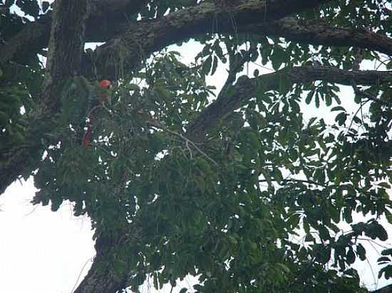 ARARA VERMELHA GRANDE EM NOVO PROGRESSO-PA-FOTO:ERNANDI SCHNURR - NOVO PROGRESSO - PA