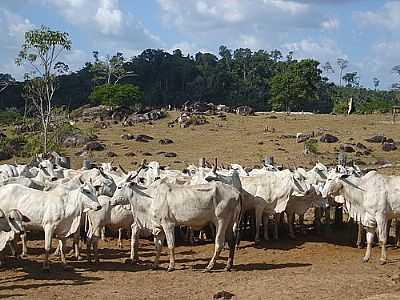 MUNICPIO DE PACAJ- PA:FAZENDA DE GADO. - PACAJ - PA