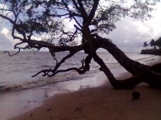 RVORE DEITADA NA AREIA-PRAIA GRANDE-PONTA DE PEDRAS-MARAJO, POR DENIR DI ABREU - PONTA DE PEDRAS - PA