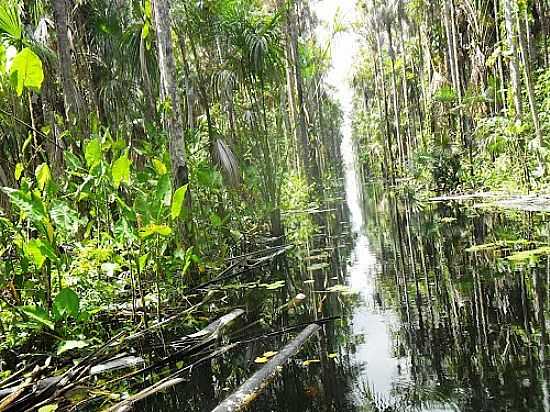 BURITIZAL NO RIO JAURUCU,XINGU, EM PORTO DE MOZ-PA-FOTO:ALVAREZ JUNIOR - PORTO DE MOZ - PA