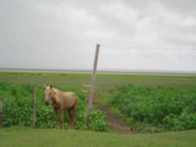  POR UREA PAMPLONA - SANTA CRUZ DO ARARI - PA