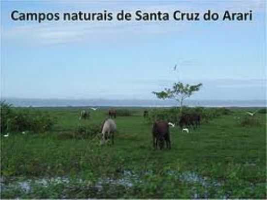CAMPOS MARAJARA...SANTA CRUZ DO ARAR, POR KLEYTON PEREIRA LEAL - SANTA CRUZ DO ARARI - PA