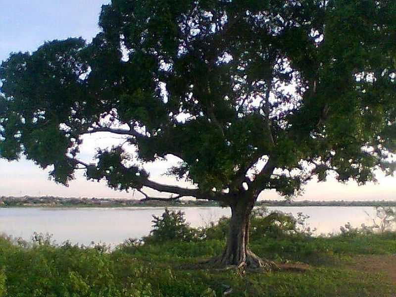 CAMPO ALEGRE DE LOURDES-BA-RIO SO FRANCISCO-FOTO:JAMES PEREIRA DOS SANTOS - CAMPO ALEGRE DE LOURDES - BA