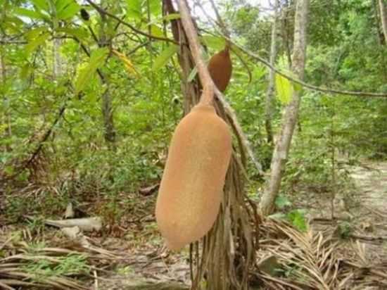 SO GERALDO DO ARAGUAIA - CUPU-AU UMA FRUTA DE GRANDE IMPORTNCIA., POR ROBERTO MILER - SO GERALDO DO ARAGUAIA - PA