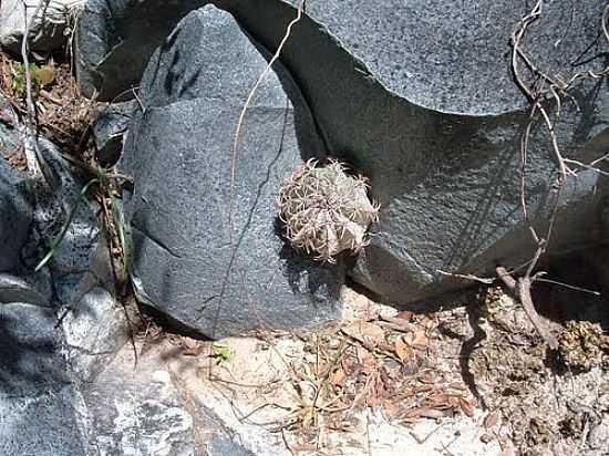 CACTO ENTRE PEDRAS EM CAMPO FORMOSO-BA-FOTO:GUARUJA - CAMPO FORMOSO - BA