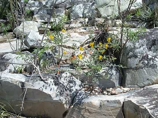 FLORES ENTRE PEDRAS EM CAMPO FORMOSO-BA-FOTO:GUARUJA - CAMPO FORMOSO - BA