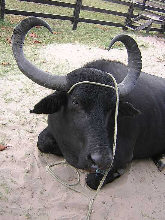 SOURE-PA-BFALO AMESTRADO NA FAZENDA BOM JESUS-FOTO:NIANI - SOURE - PA