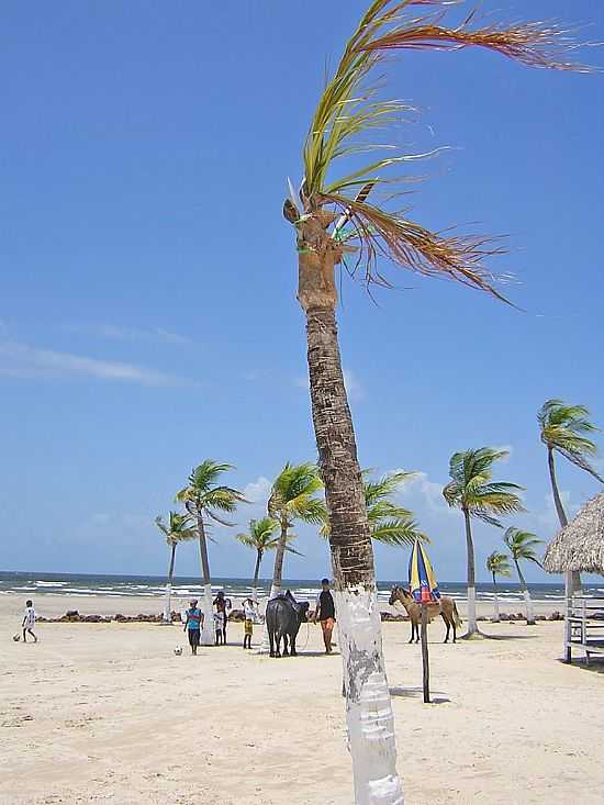 SOURE-PA-COQUEIROS E LAZER NA PRAIA DO PESQUEIRO-FOTO:NIANI - SOURE - PA