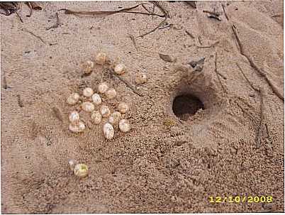 COLETA DE OVOS (PROJETO PE-DE-PINCHA), POR HIGOR BENTES ROCHA - TERRA SANTA - PA