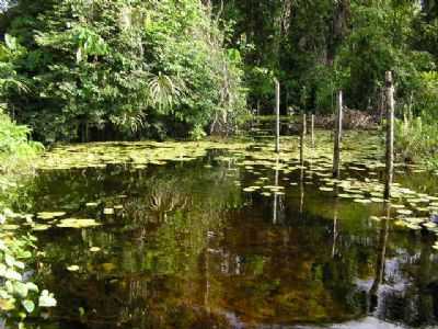 RIO DAS 5 PONTES, POR FTIMA VALE - TRACUATEUA - PA
