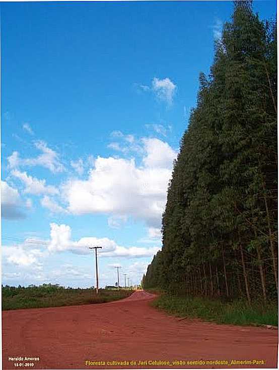 FLORESTA DA JARI CELULOSE EM VILA PLANALTO-FOTO:HERALDO AMORAS - VILA PLANALTO - PA