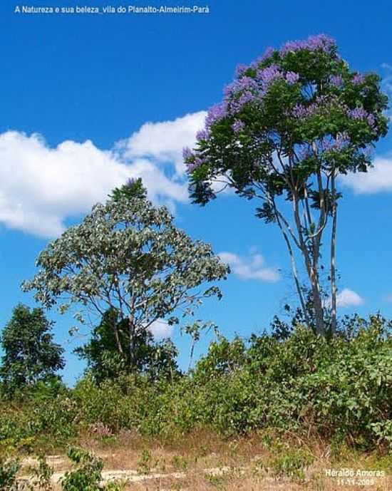 MEIO AMBIENTE PRESERVADO EM VILA PLANALTO-FOTO:HERALDO AMORAS - VILA PLANALTO - PA