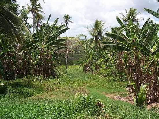 PAISAGEM DA CASA DE FARINHA EM ALHANDRA-PB-FOTO:JAIR ITALOBRASIL - ALHANDRA - PB