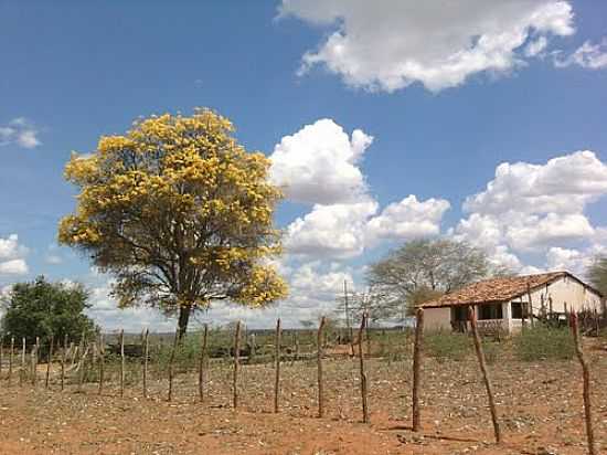 REA RURAL DE CANCH-BA-FOTO:ADRIANO_RODRIGO - CANCH - BA