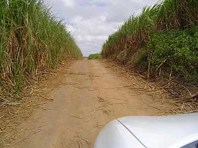 CANAVIAL CAMINHO DE CAMARATUBA-FOTO:ADERBAL NUNES  - BARRA DO CAMARATUBA - PB