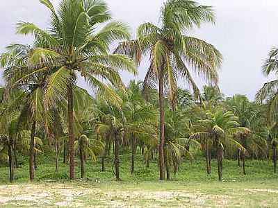 PALMEIRAS NA PRAIA VIRGEM-FOTO:RICARDO MOTA - BARRA DO CAMARATUBA - PB