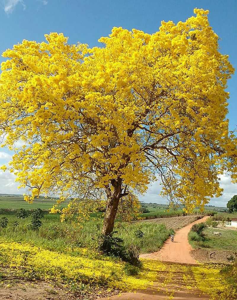 IMAGENS DA CIDADE DE CRUZ DO ESPRITO SANTO - PB - CRUZ DO ESPRITO SANTO - PB