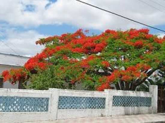 FLAMBOYANT EM AO CONVENTO FRANCISCANO-FOTO:PAULO CESAR - ESPERANA - PB