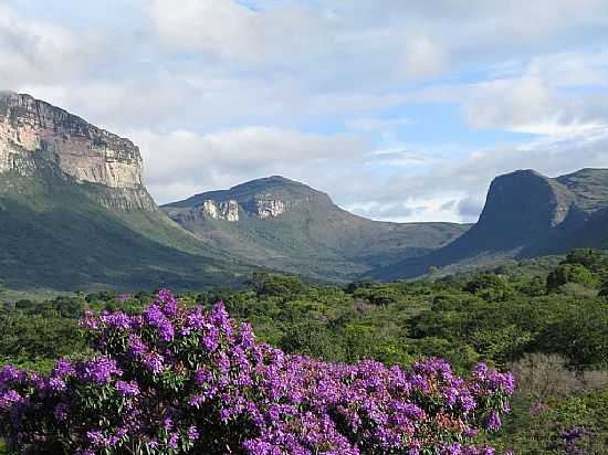 FLORES E O MORRO EM CAPO-BA-FOTO:DANIELSCHNITZER - CAPO - BA