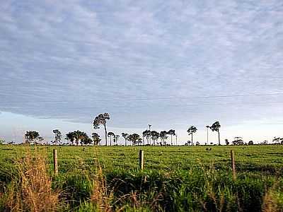 CAPIXABA FOTO
POR JEZAFLU=ACRE=BRASIL  - CAPIXABA - AC